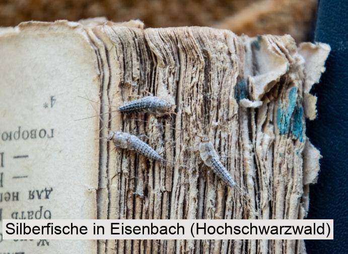 Silberfische in Eisenbach (Hochschwarzwald)